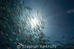 striped mackerel (rastrelliger kanagurta) taken in Na'ama... by Stephan Kerkhofs 